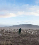 Herder in green deel among a large goat herd on Mongolian steppe, source of Mongolian cashmere production