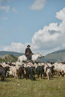 Mongolian nomadic lifestyle, herder on a white horse guiding goats and sheep across green grassland