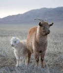 Mongolian cashmere goats on open steppe, brown adult with horns and white kid, hills behind