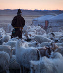 Know Your Cashmere: Authentic Fiber from True Mongolian Nomadic