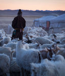 Mongolian herder standing among a herd of goats beside a ger at dusk, source of authentic Mongolian cashmere