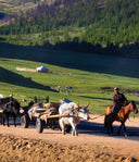 A Nomadic Lifestyle: The Natural Coexistence of Herder & Animal