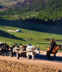 Mongolian nomadic herders on horseback moving yak carts past a ger across green steppe hills