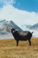 A black cashmere goat with curved horns standing on autumn pasture beneath a glacier