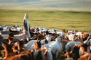 A woman standing among a herd of cashmere goats on green summer pasture