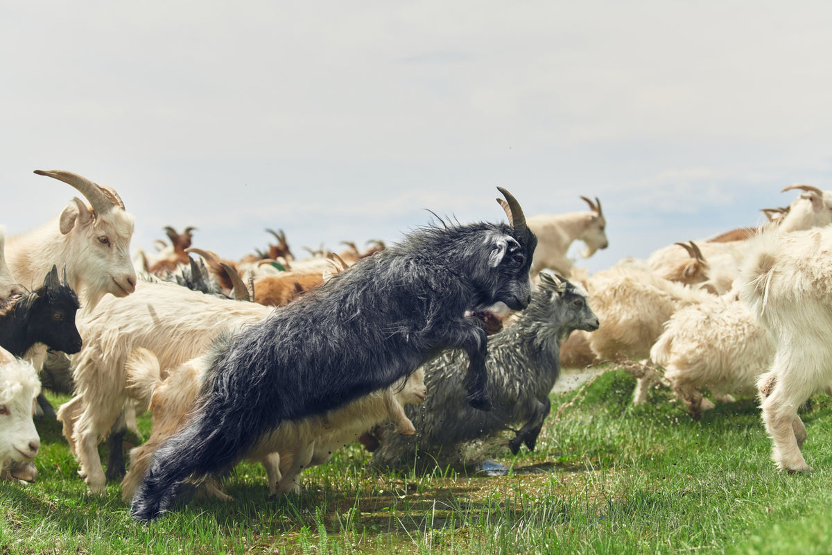A dark cashmere goat rearing up among a herd of white goats on green Mongolian grassland