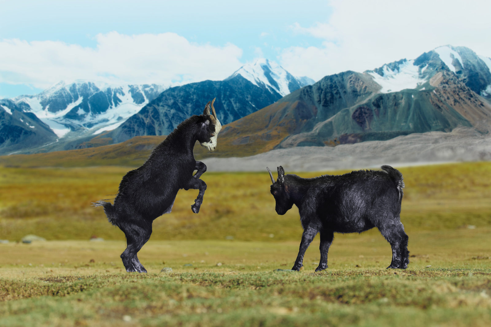 Two black cashmere goats sparring on open pasture in front of snow-capped Mongolian mountains