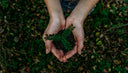 Cupped hands holding a green seedling above the grass