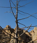 left image
