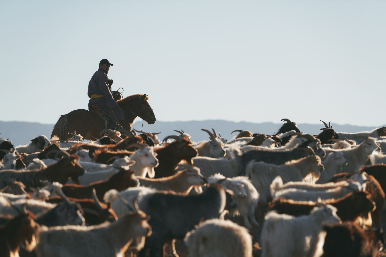 A Mongolian herder on horseback moving a large herd of cashmere goats at first light
