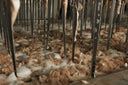 Raw cashmere fibre being worked through the metal tines of a washing and dehairing machine