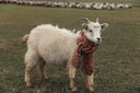A white cashmere goat on autumn pasture wearing a woven GOBI cashmere scarf, with the herd in the distance