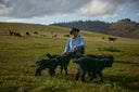 A Mongolian herder crouching on summer grassland beside young black cashmere kids, with the wider herd grazing behind