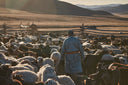 A Mongolian herder walking through his herd at sunrise on open pastureland