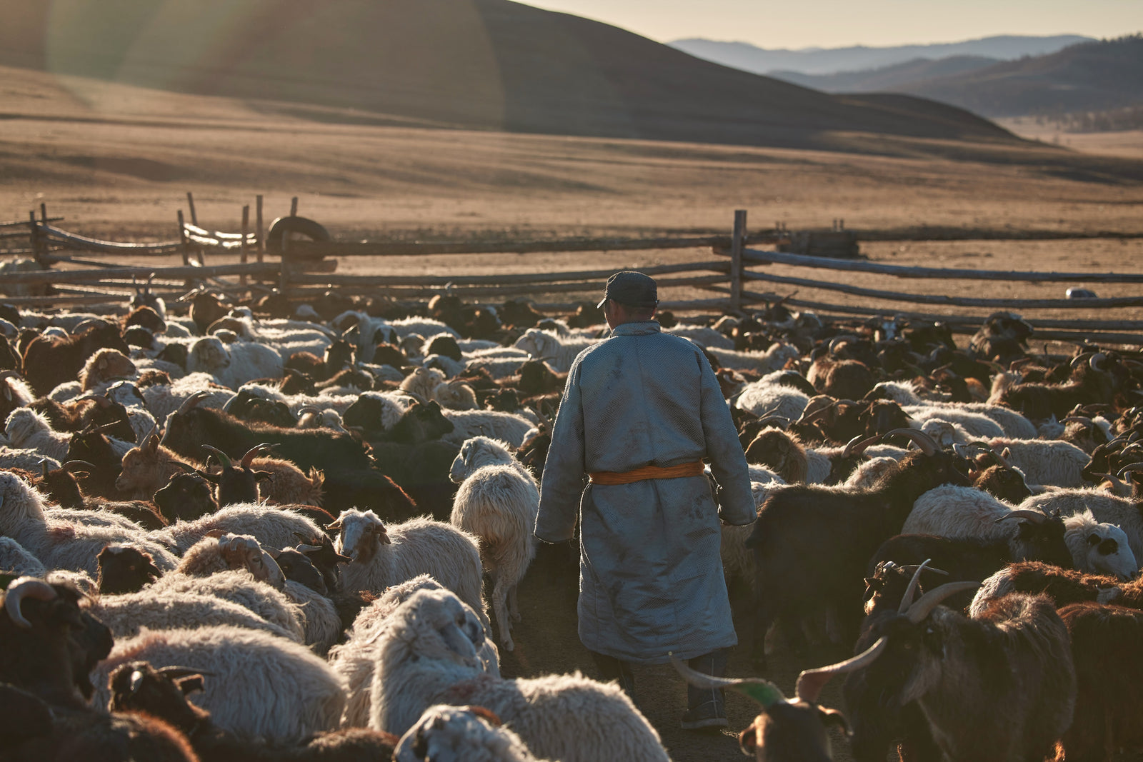 A Mongolian herder walking through his herd at sunrise on open pastureland