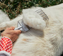 A herder's hand drawing a metal comb through a goat's coat, lifting a cloud of soft white cashmere undercoat