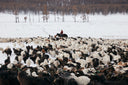 A herder on horseback moving a mixed herd of goats and sheep across snow-covered pasture in winter