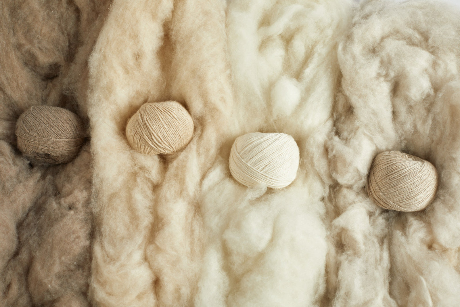 Four balls of undyed cashmere yarn — white, beige, warm grey and taupe — resting on raw cashmere fleece