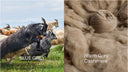 A blue-grey cashmere goat beside warm grey cashmere fibre and a ball of undyed grey yarn