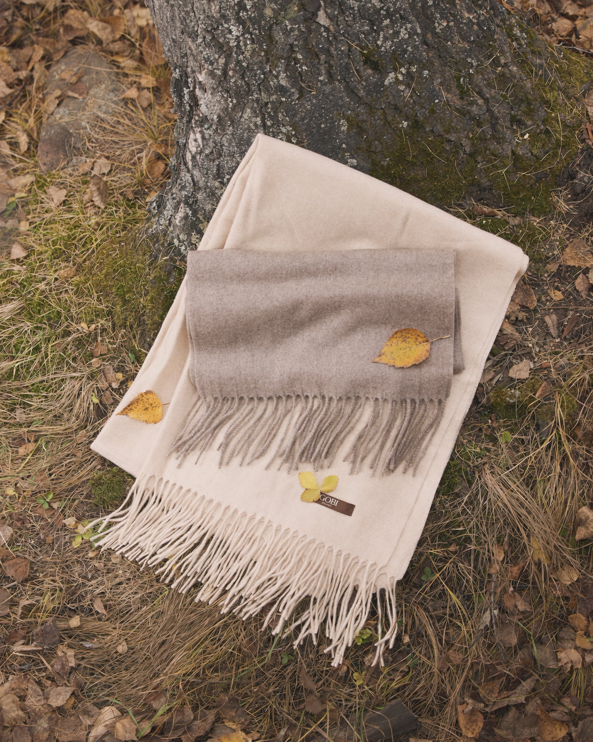 Cream and taupe fringed cashmere scarves laid over a tree root among yellow autumn leaves